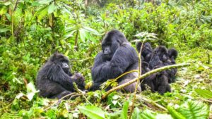 mountain gorillas in Bwindi Forest
