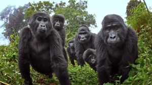 mountain gorillas in bwindi impenetrable forest Uganda