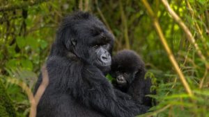African Gorilla Uganda