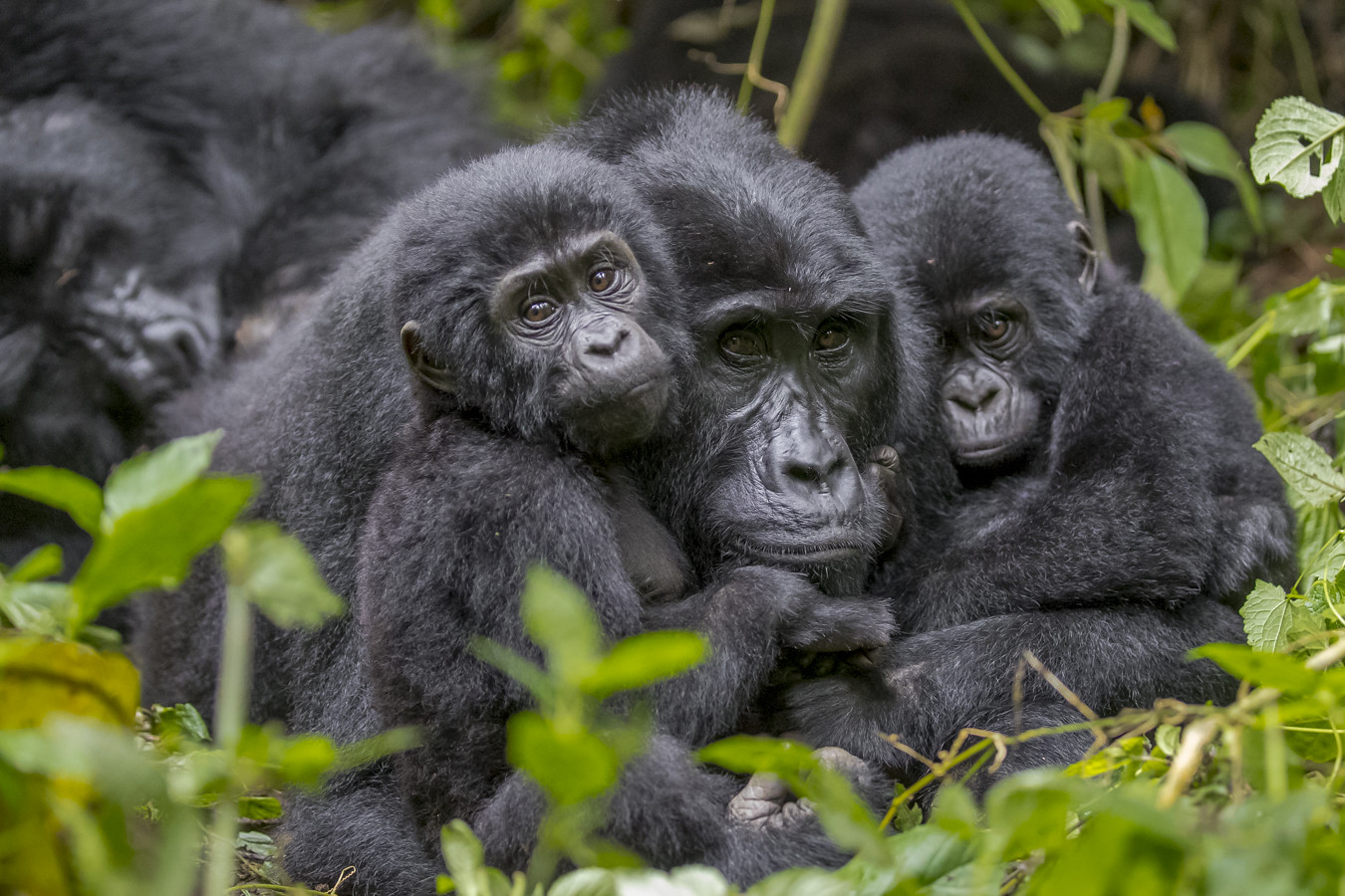 Explore Uganda Gorilla 