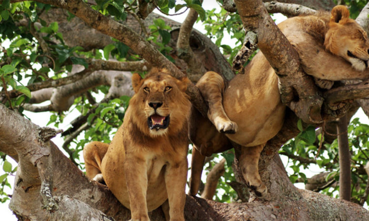 Tree climbing lions Uganda