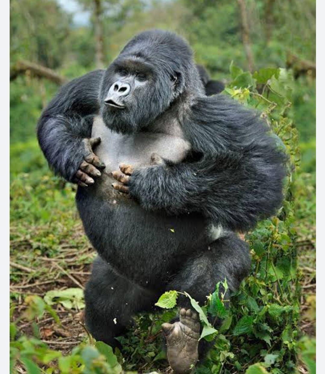 Book Gorilla permits online